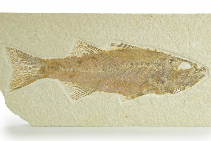 Uncommon Fish Fossil (Mioplosus) - Wyoming #363801
